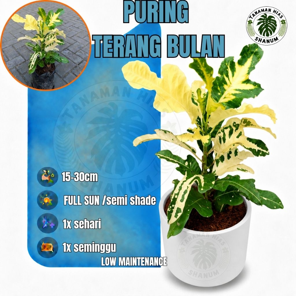 Promo COD tanaman hias puring terang bulan / puring golden wing / puring moonlight / - pohon puring 