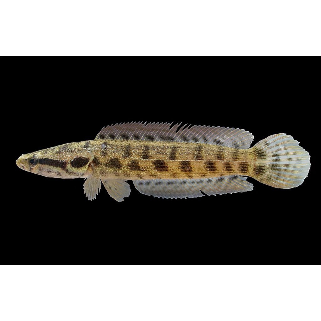mainan Channa lucius 8-9cm