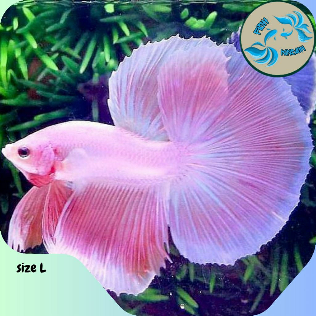 Ikan Cupang Halfmoon Pink Sakura
