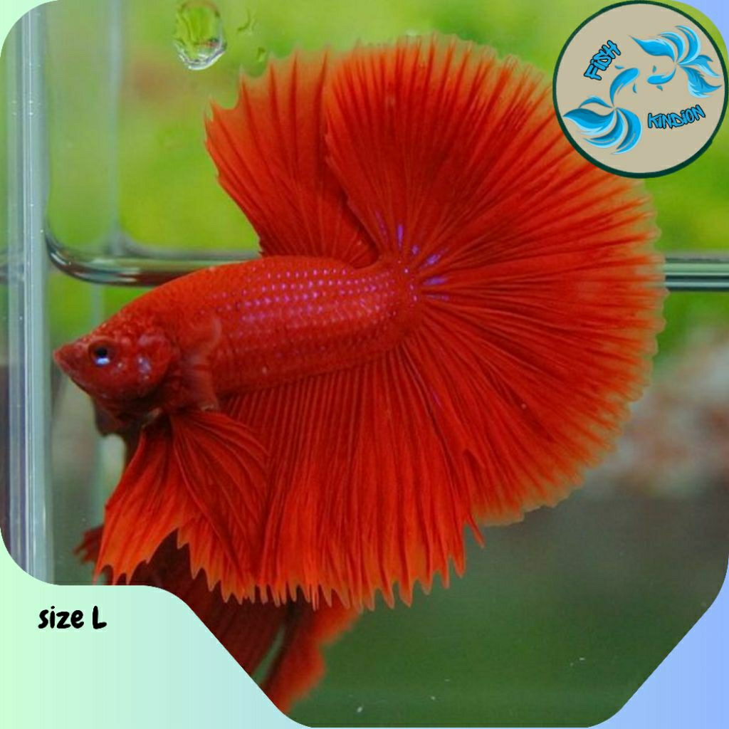 Ikan Cupang Halfmoon Super Red