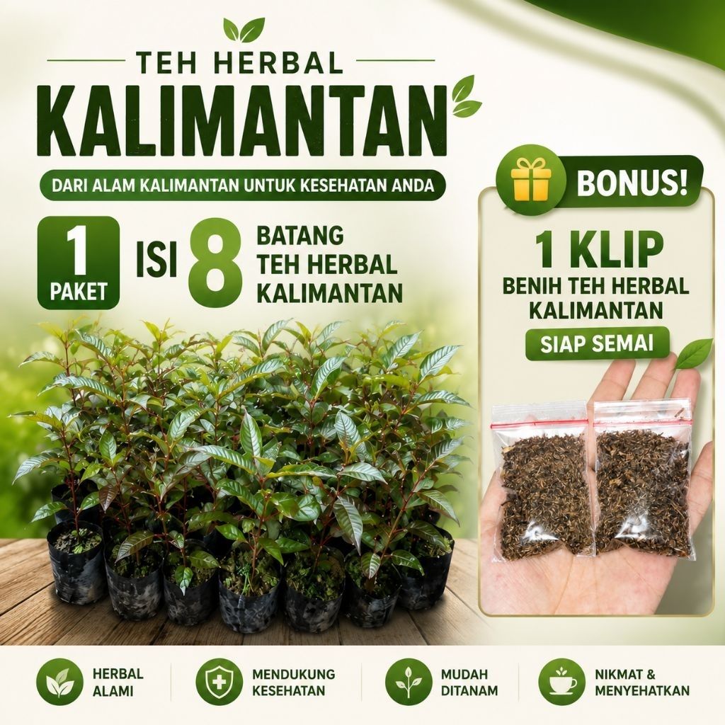 Bibit Teh Herbal Prik Hijau Kalimantan