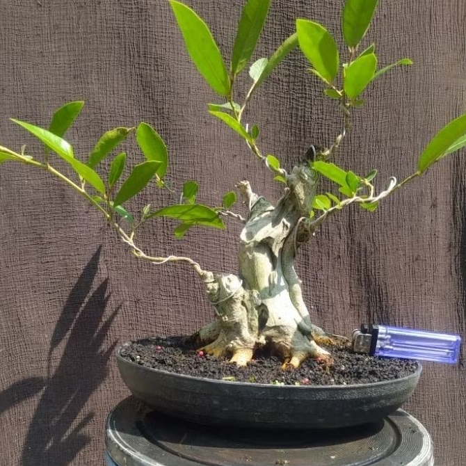 bonsai ficus amplas / ampelas putih program akar muter cakep realpict + potnya
