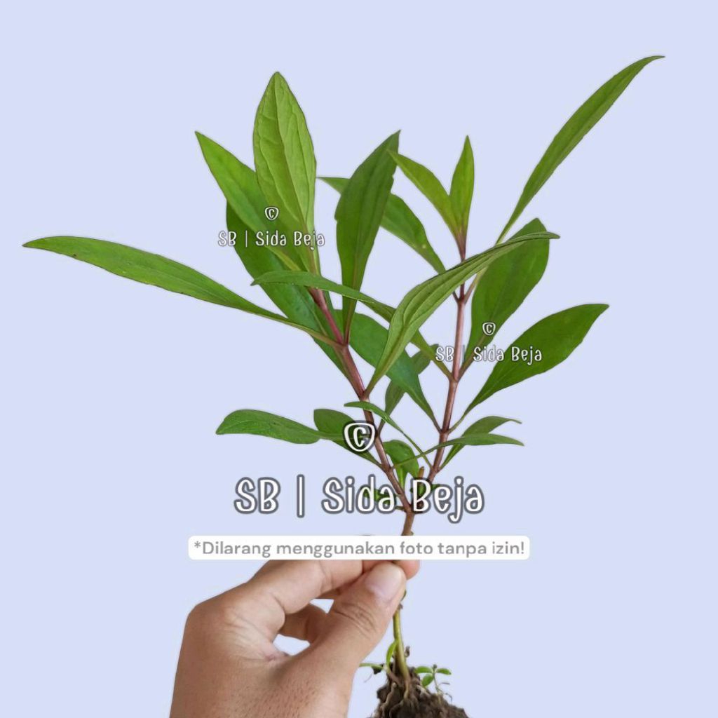 Bibit Daun Prasman / Genjik - Daun Wangi Harum Siap Tanam