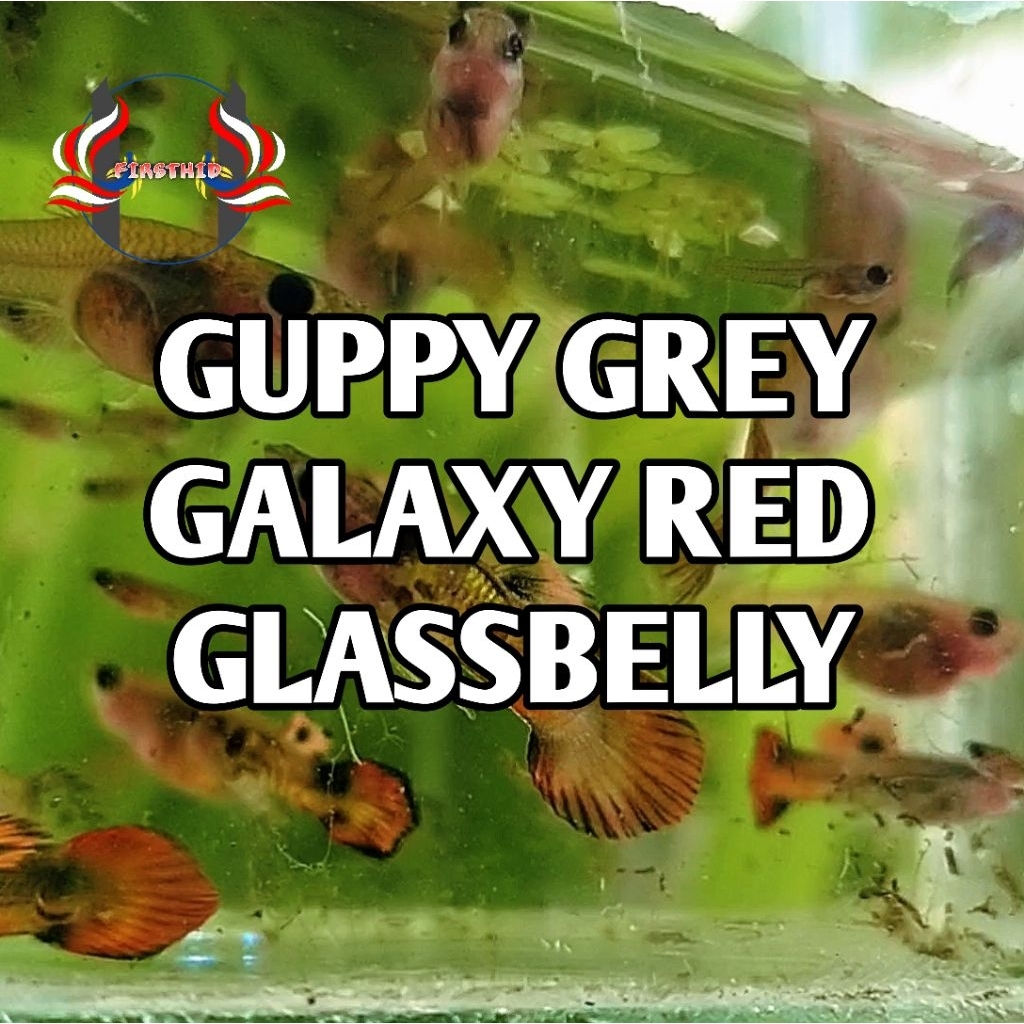 (1P) GUPPY Galaxy Red Medusa Glassbelly penghias ruangan aksesoris akuarium aquascape terbaru