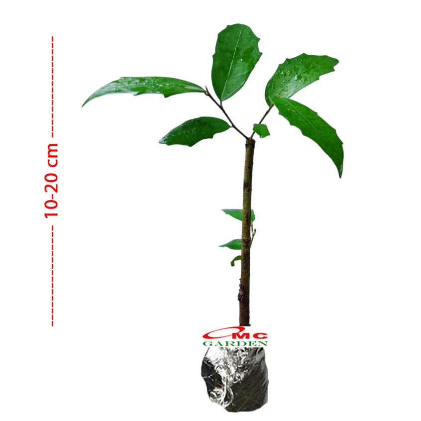 Bibit Bonsai Bonsae Beringin Amplas Putih Ficus Ampelas 10-20 cm 20-30 cm