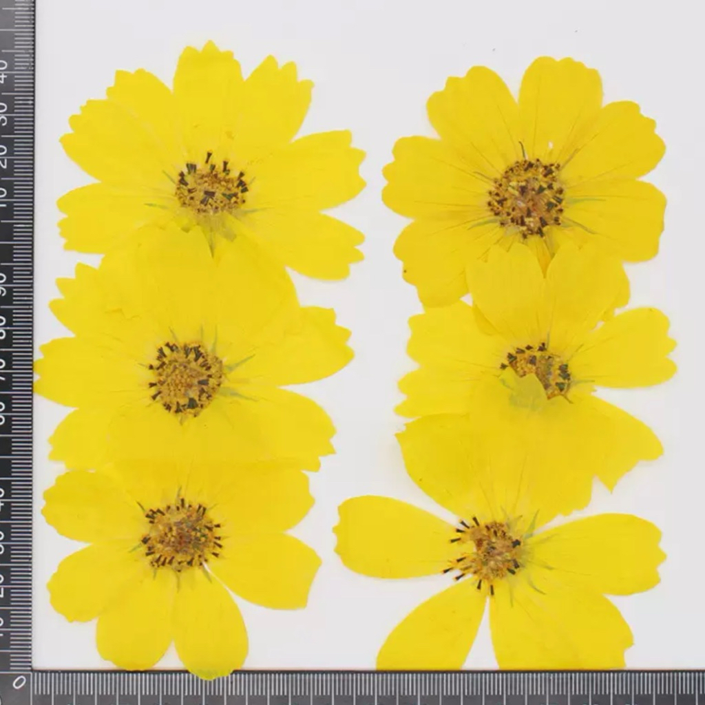 Pressed Cosmos Flower - Dried Flower - Bunga Kering - Bunga kering untuk scrapbook - Scrapbook - Bun