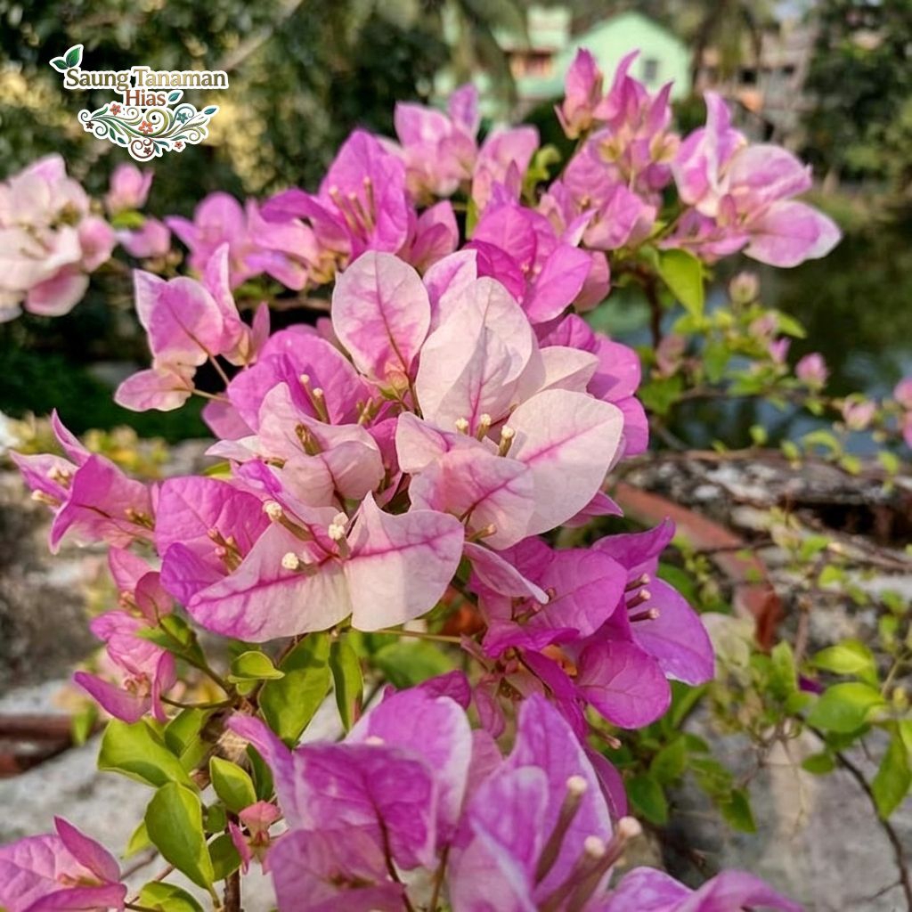 tanaman Hias bibit Bougenville sakura s - bibit Bougenville sakura s