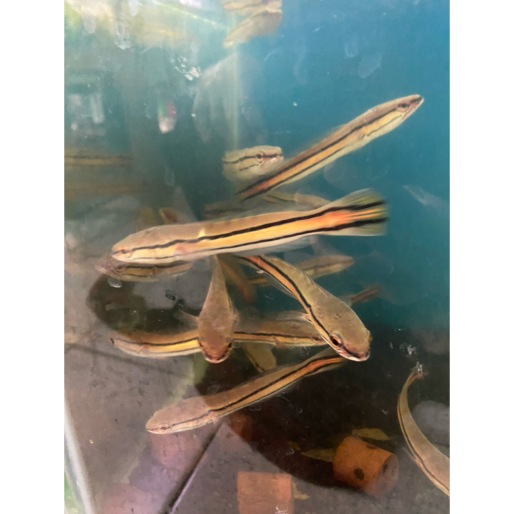 hiasan Toman 12cm