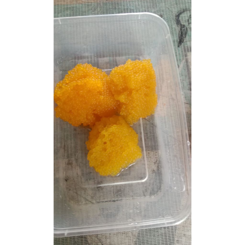 telur ikan sapu sapu