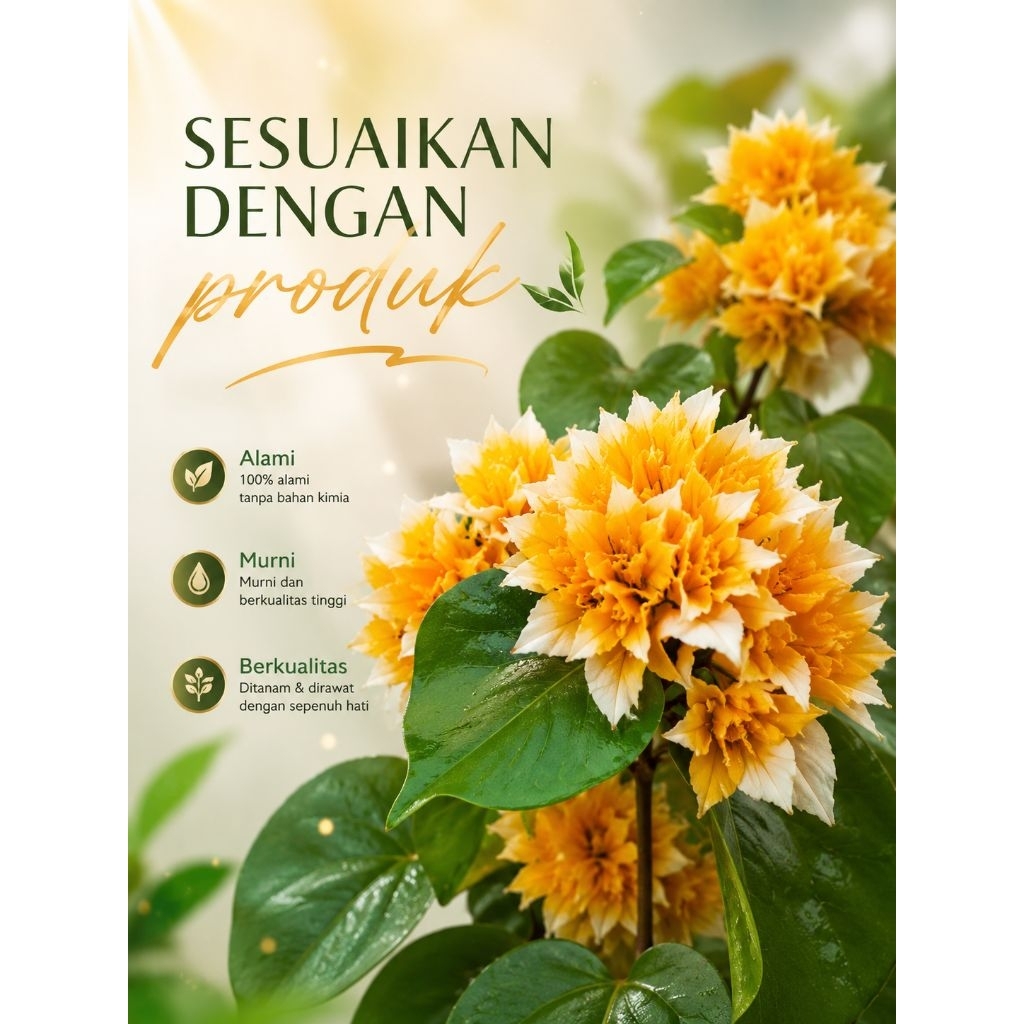 TANAMAN HIAS BUGENVIL SUPER YELLOW MERCY//BUNGA KERTAS BUGENVIL/BUGENVIL BUNGA KERTAS/BUGENVIL IMPOR