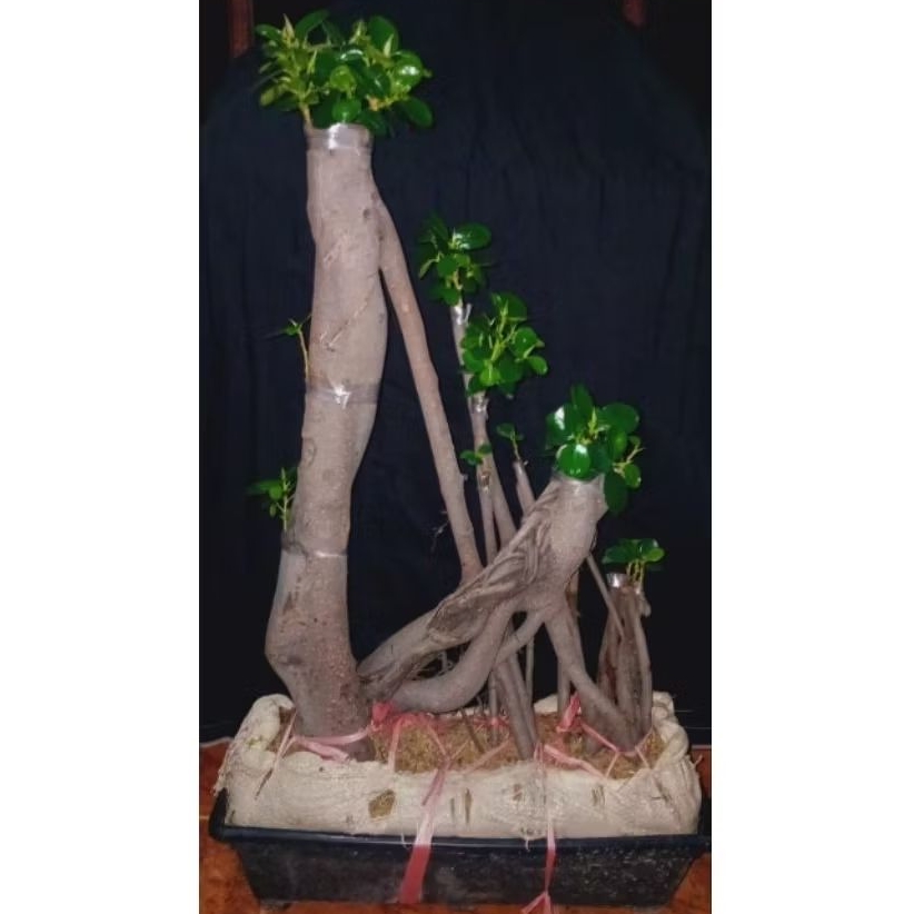 bonsai dolar mangkok raft, gratis pot hitam, real pict