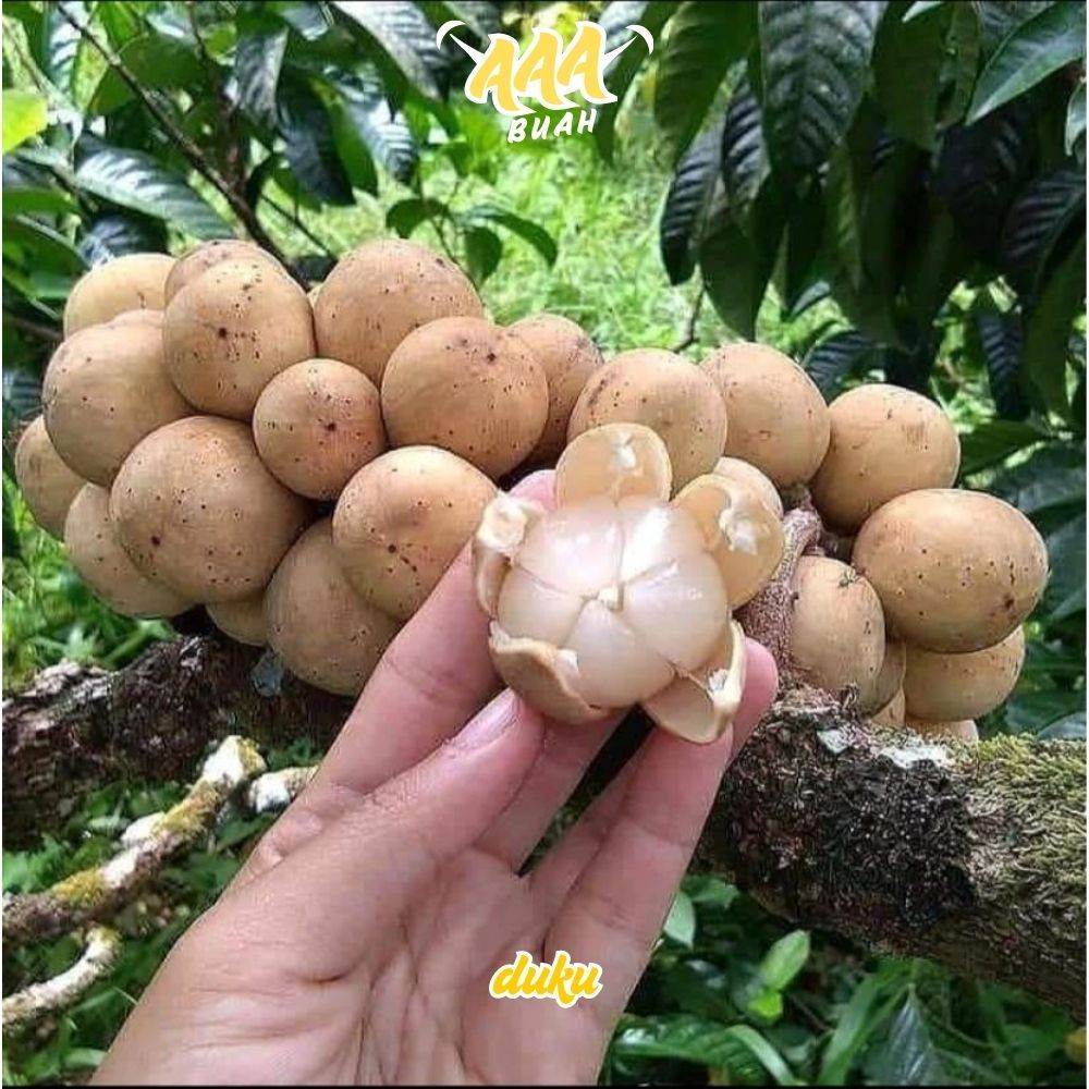 Buah Duku Palembang 500 gr - 1 kg - Manis - Last Fruit