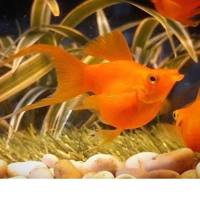 Molly Sunkist Balon (Indukan) Hiasan Akuarium