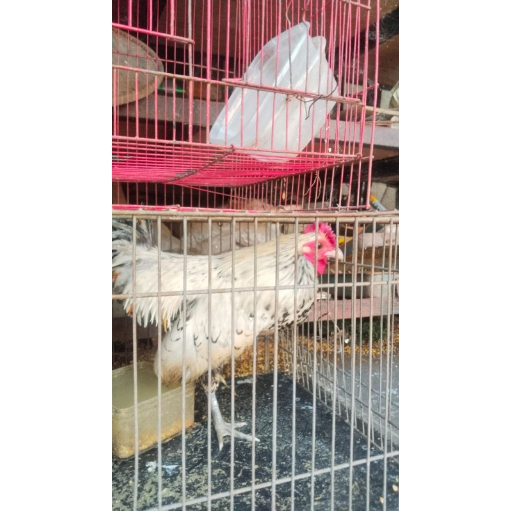 Ayam Kate Batik Italia Dewasa