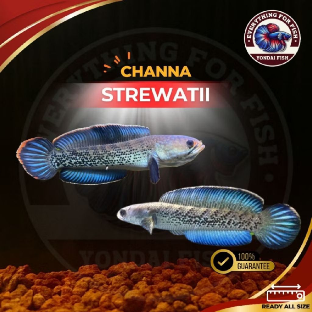 Channa Stewartii berbagai ukuran realpict - Murah Terjamin