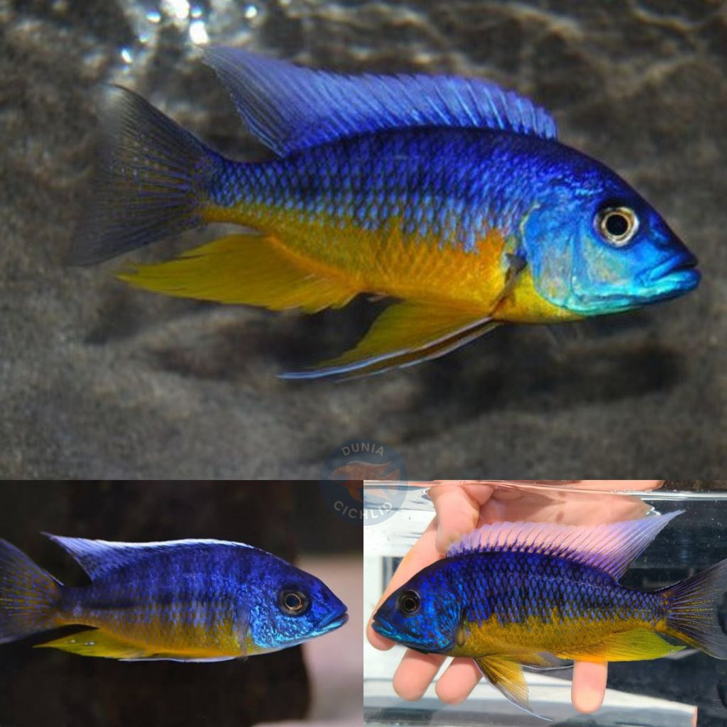 Tanzania Cichlid