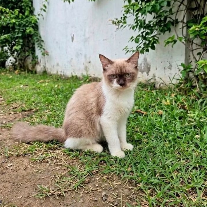 Kucing Siam x Himalaya - Usia 4 Bulan - Betina - Sehat & Lincah