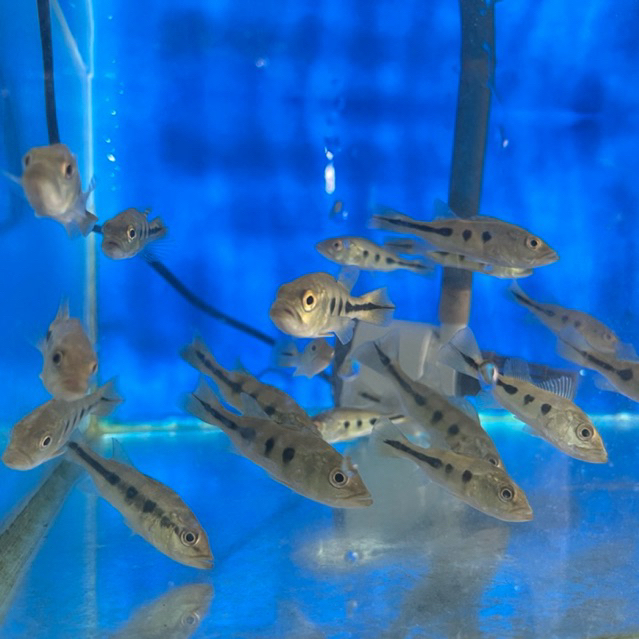 ikan Pbas predator hiasan aquarium