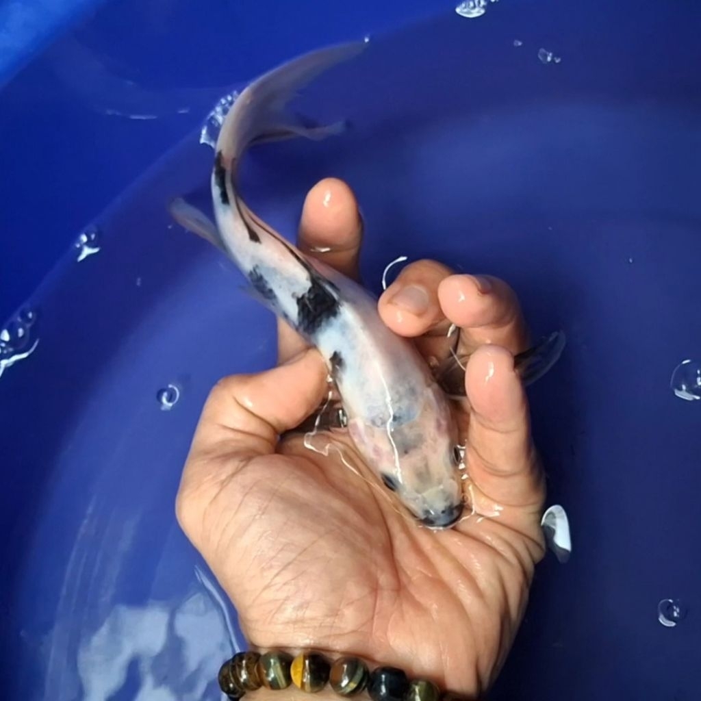 Ikan Koi Blitar Jenis Kumpay Slayer / Rumah Koi Jakarta / kode 007