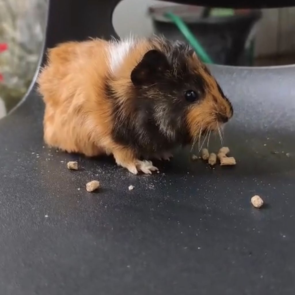 Marmut Guinea Pig Abyssinian Jabrik Betina (Marmut Hias Lampung Nuwo Marmut)