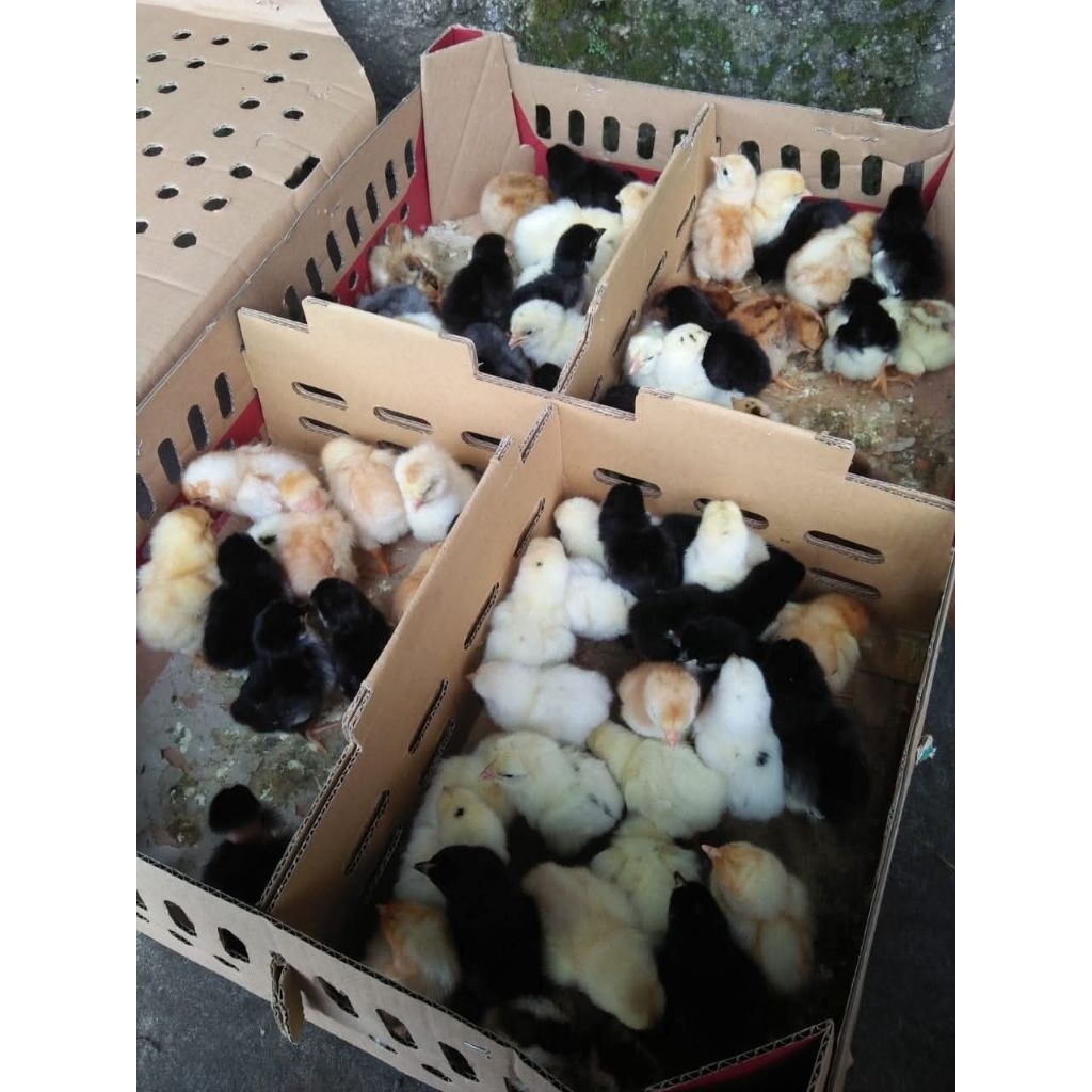 100 Ekor DOC Joper Anak Ayam Kampung Super Anakan Bibit BANDUNG