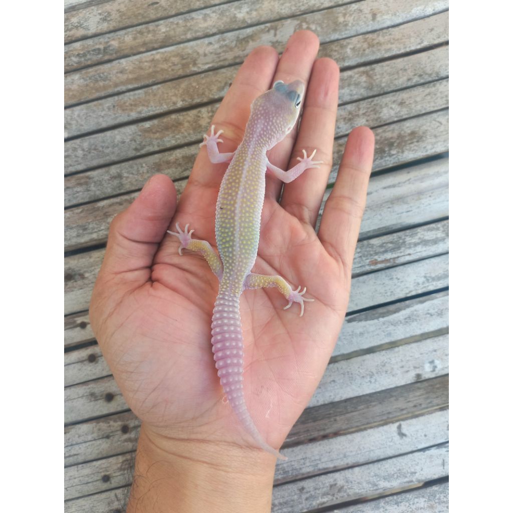 MAINAN GECKO PIED BLIZZARD JUVENILE UP SESUAI FOTO