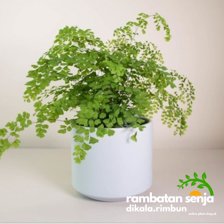 Tanaman Hias Daun Suplir / Pakis Suplir / Suplir Koin (Adiantum)