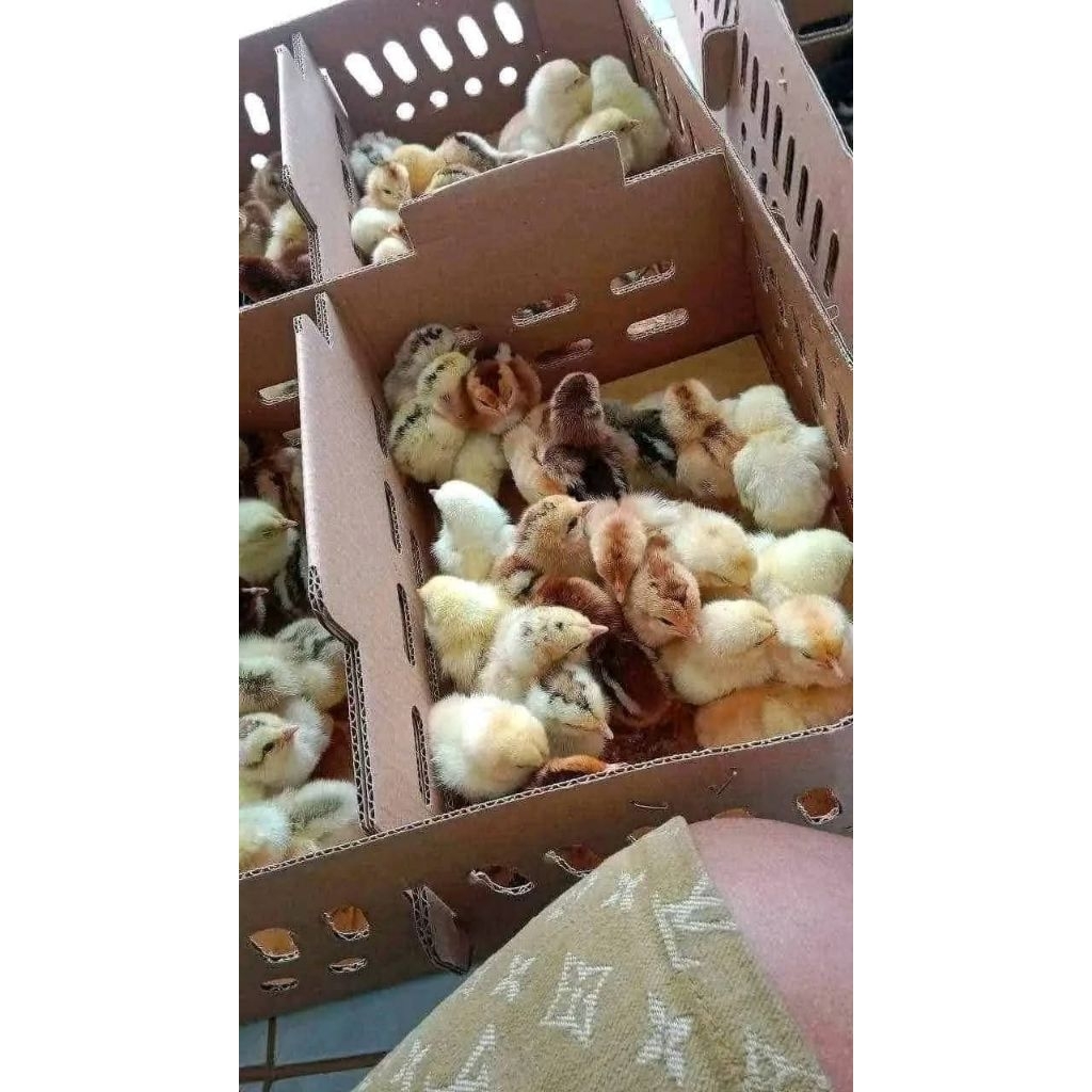 Bibit DOC Elba Anak Ayam Kampung Petelur Elba Anakan BANDUNG