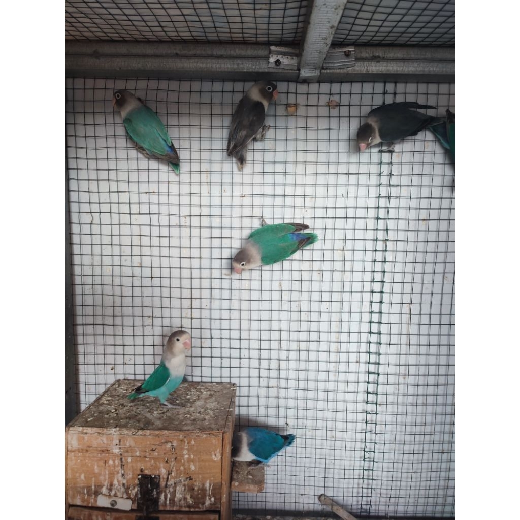 Lovebird paruh putih dewasa