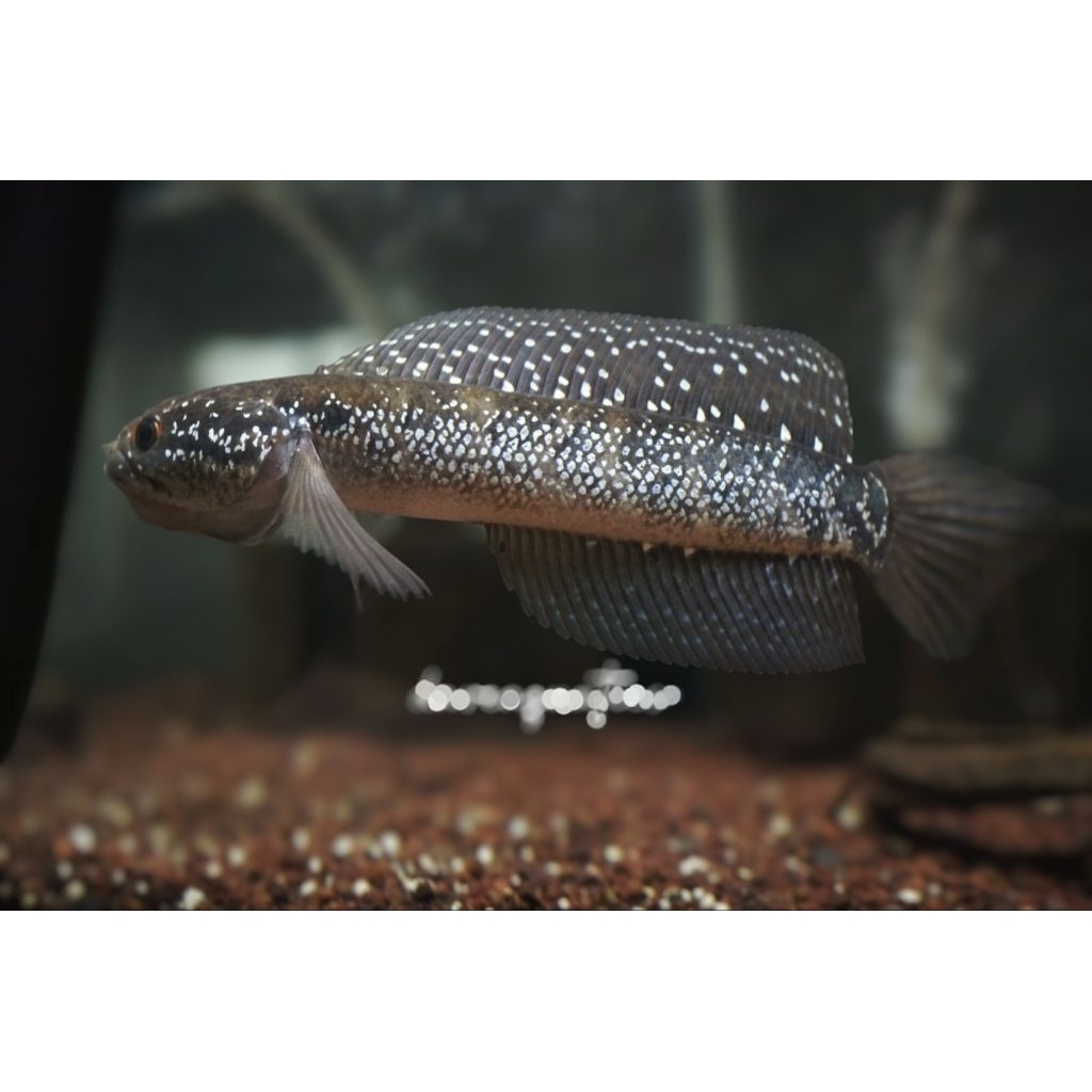 Channa asiatica WS ( white spot ) highfin istimewa 8-10cm