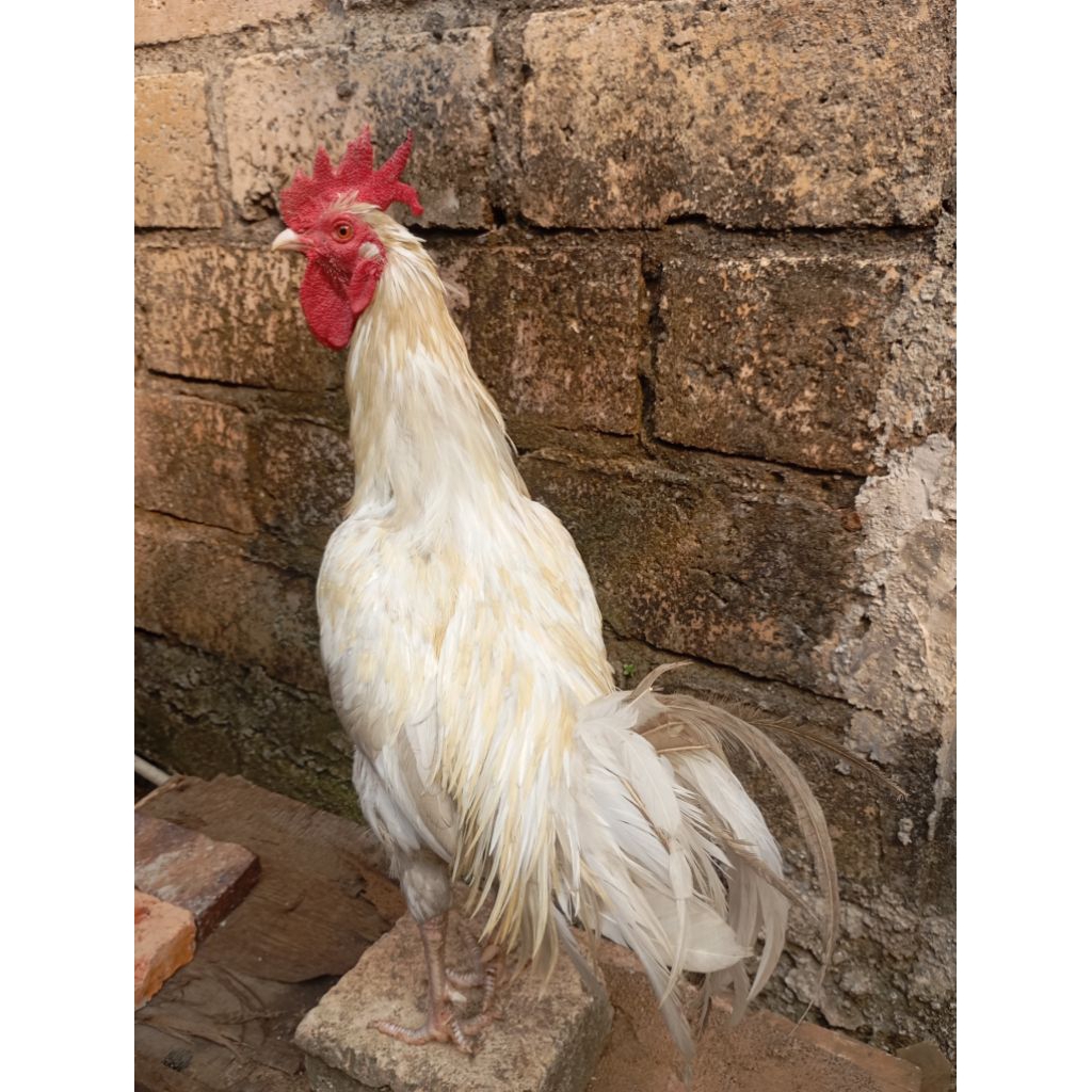 Ayam kampung putih jago gede di Jakarta