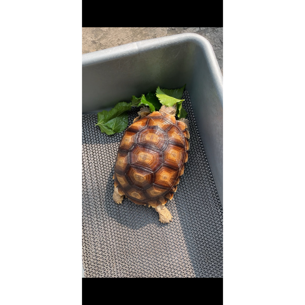 Pelet kura kura darat (tortoise)
