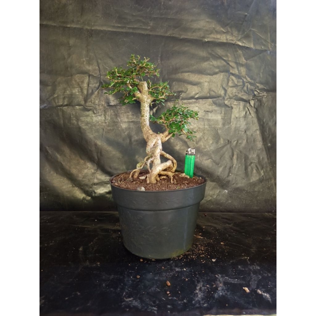 Bonsai hokiantea mikro siap pajang berkarakter