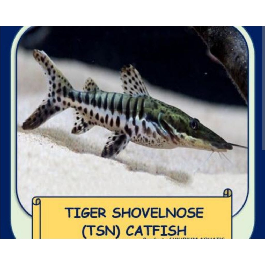 ikan hias tiger shovelNose(TSN) - IKAN TSN COMETANK PREDATOR
