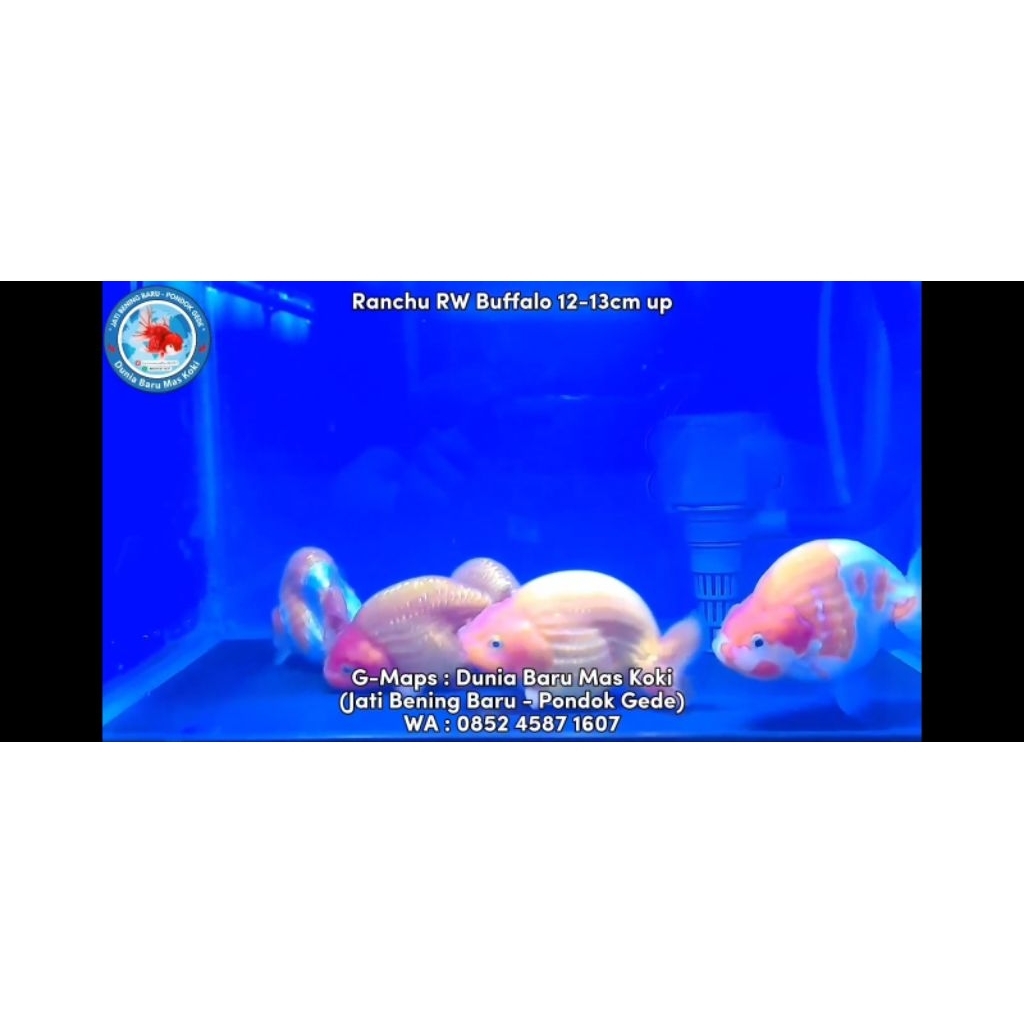 Ikan Mas Koki Ranchu RW Buffalo 12-13cm up