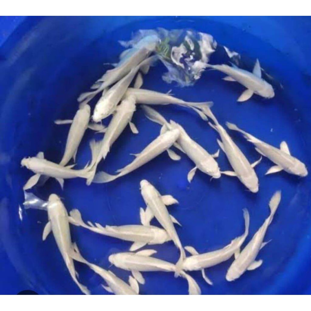 Paket 6 ekor KOI Platinun Slayer