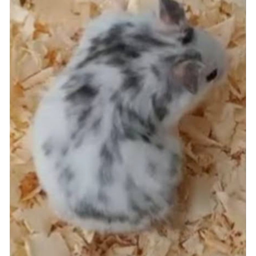 Hamster Syrian fujiyama, trico, torto