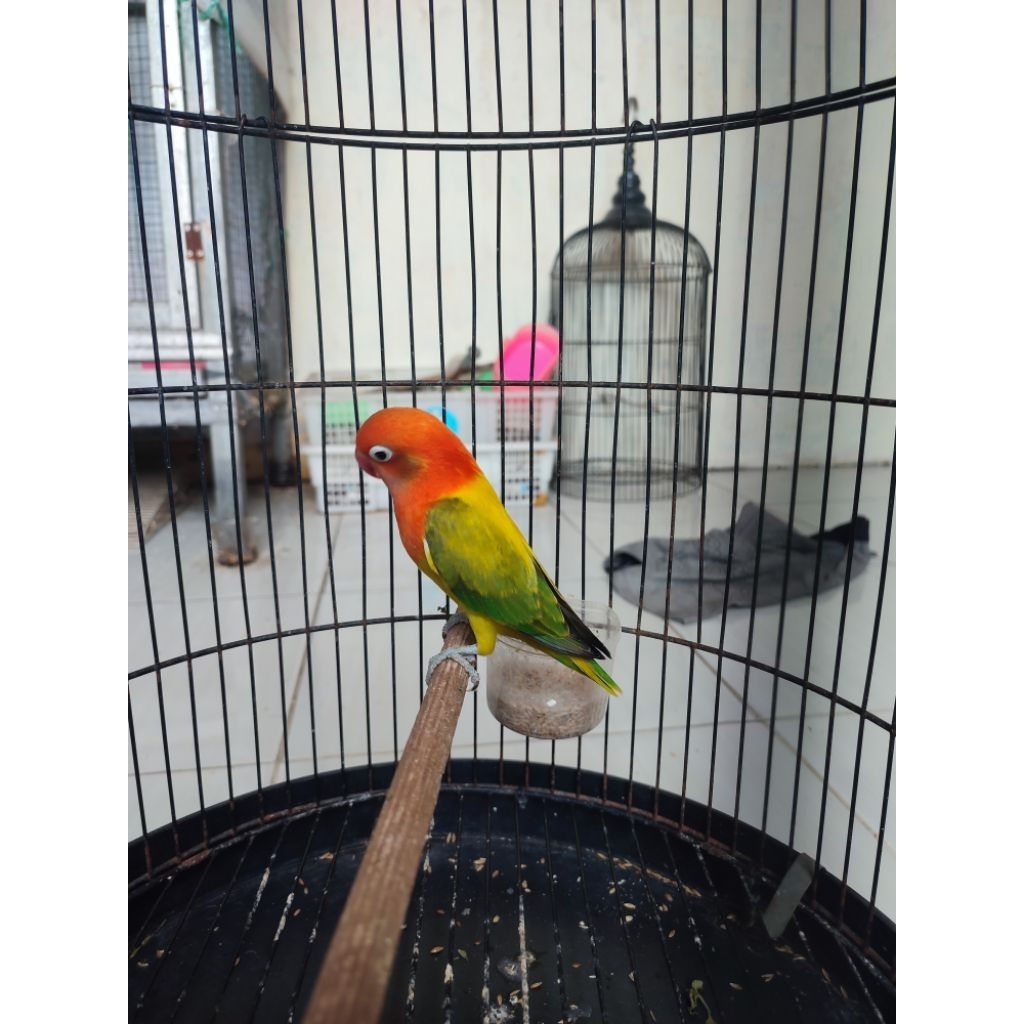 Lovebird biola euwing gold remaja