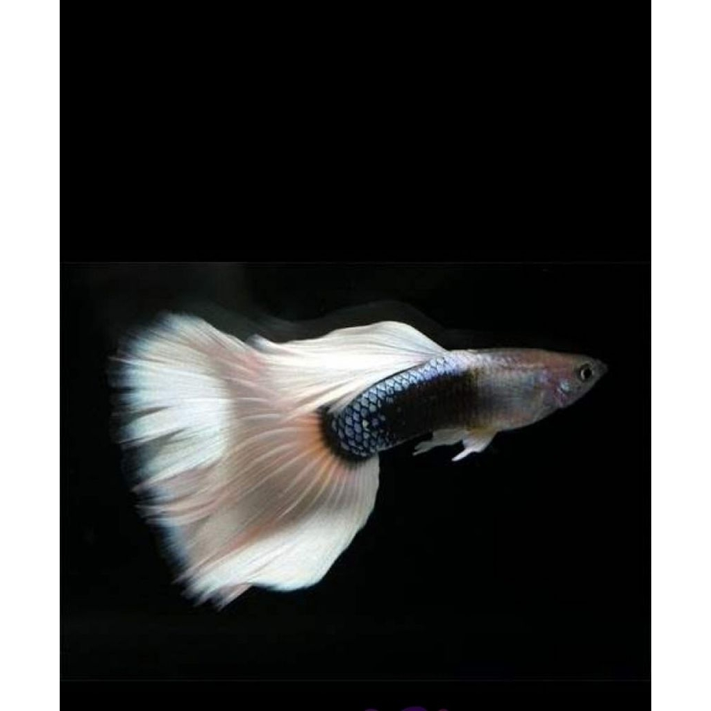GUPPY HB WHITE