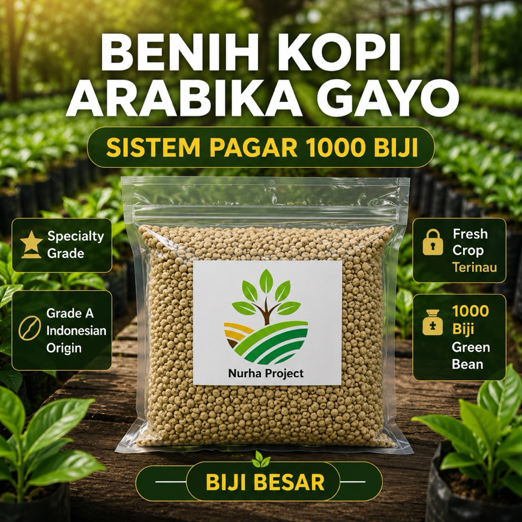 [ Garansi Keaslian 1000 Biji Bibit Kopi Arabica ] Bibit Kopi Arabika Ateng  Premium