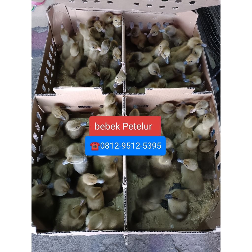 Dod Bebek Betina (Full Betina)