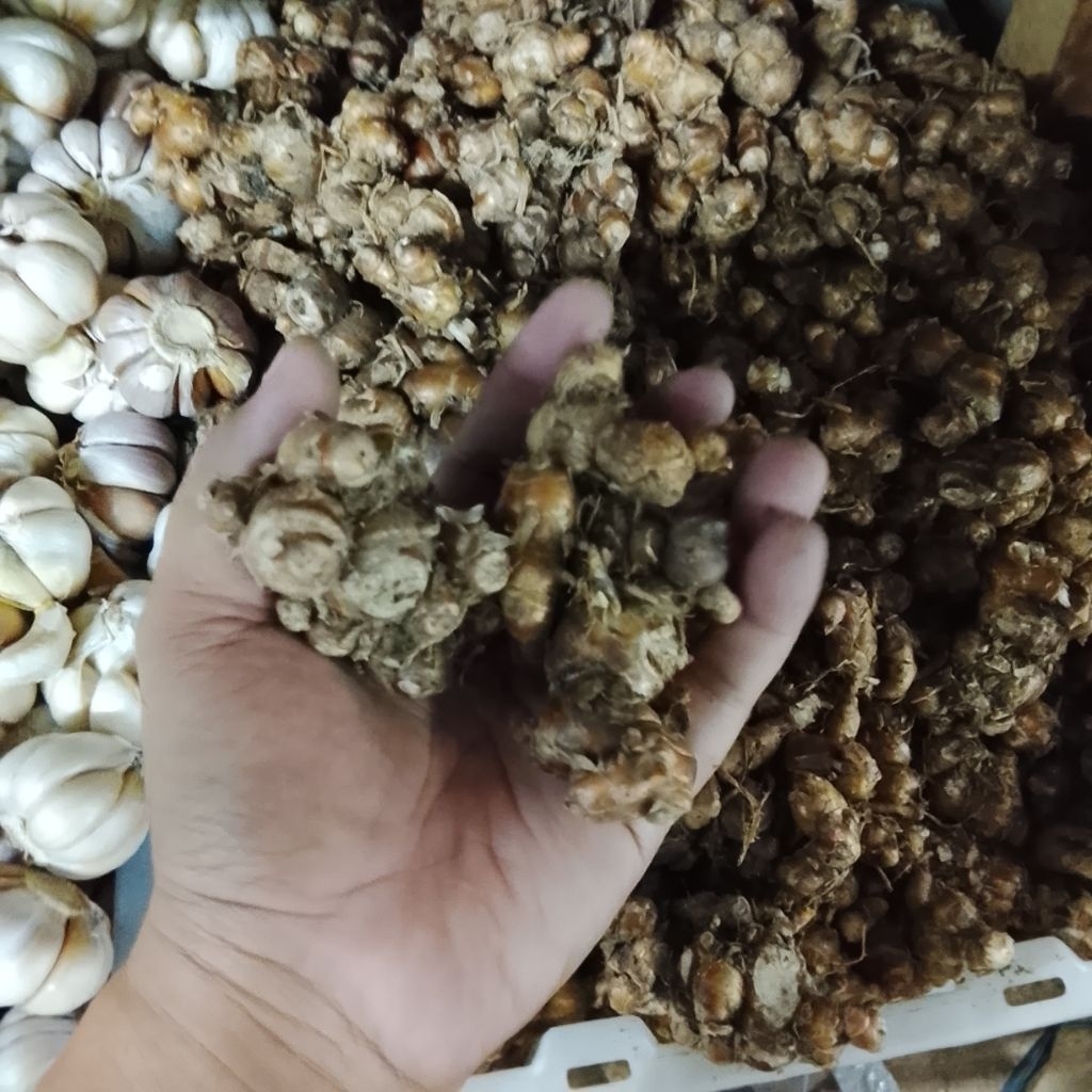 kencur seblak, bumbu kencur, kencur super cianjur