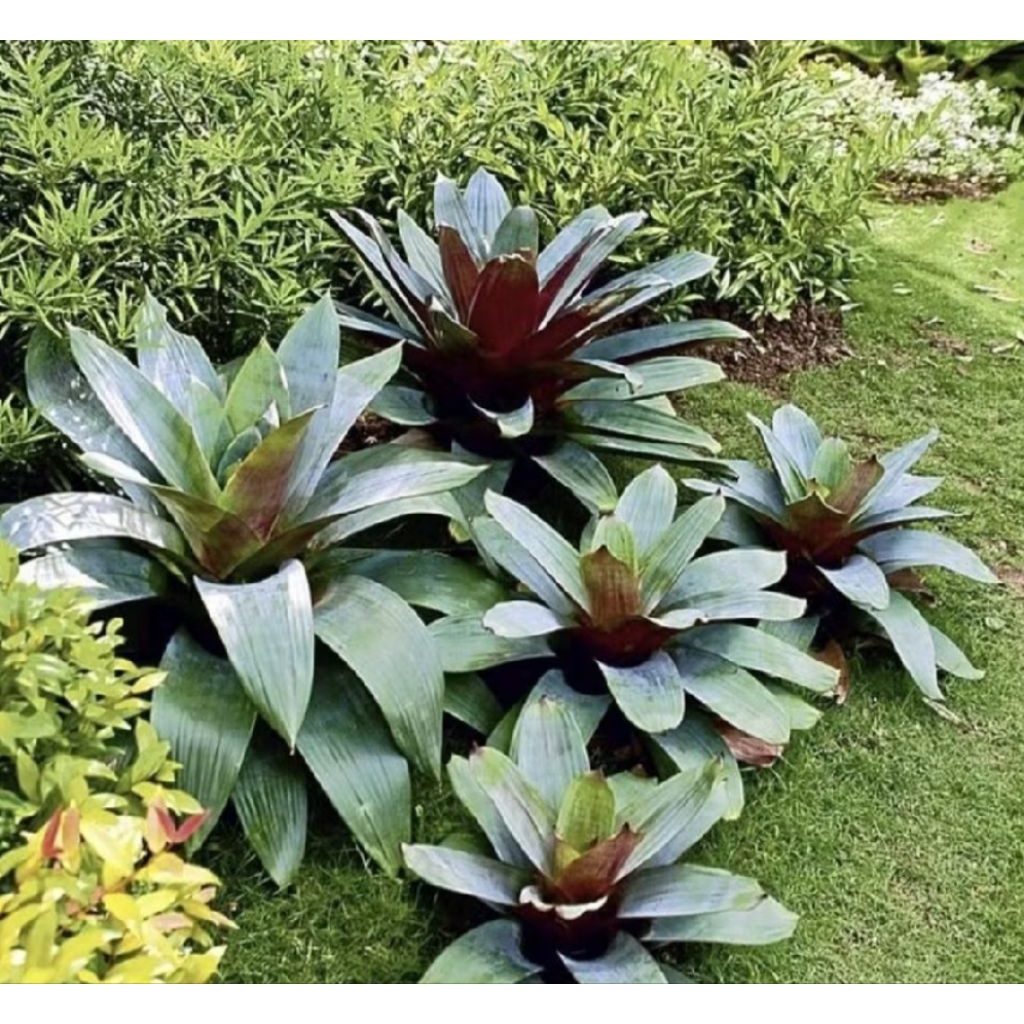 Pohon Bromelia Giant Jumbo/ Tanaman Bromelia Giant Jumbo/ Tanaman Hias Bromelia Giant/ Pohon Bromeli
