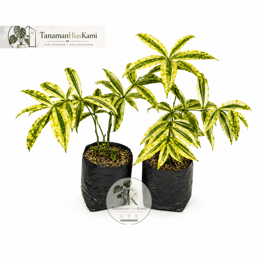 tanaman bambu jepang (dracena Golden)