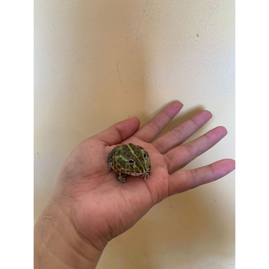 mainan Pixie frog