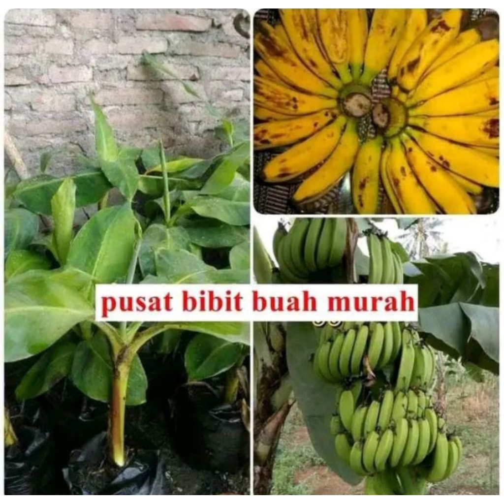 Bibit Pisang Raja Bulu / Raja Susu / Raja Nangka / Raja Sajen Hasil Kultur Jaringan