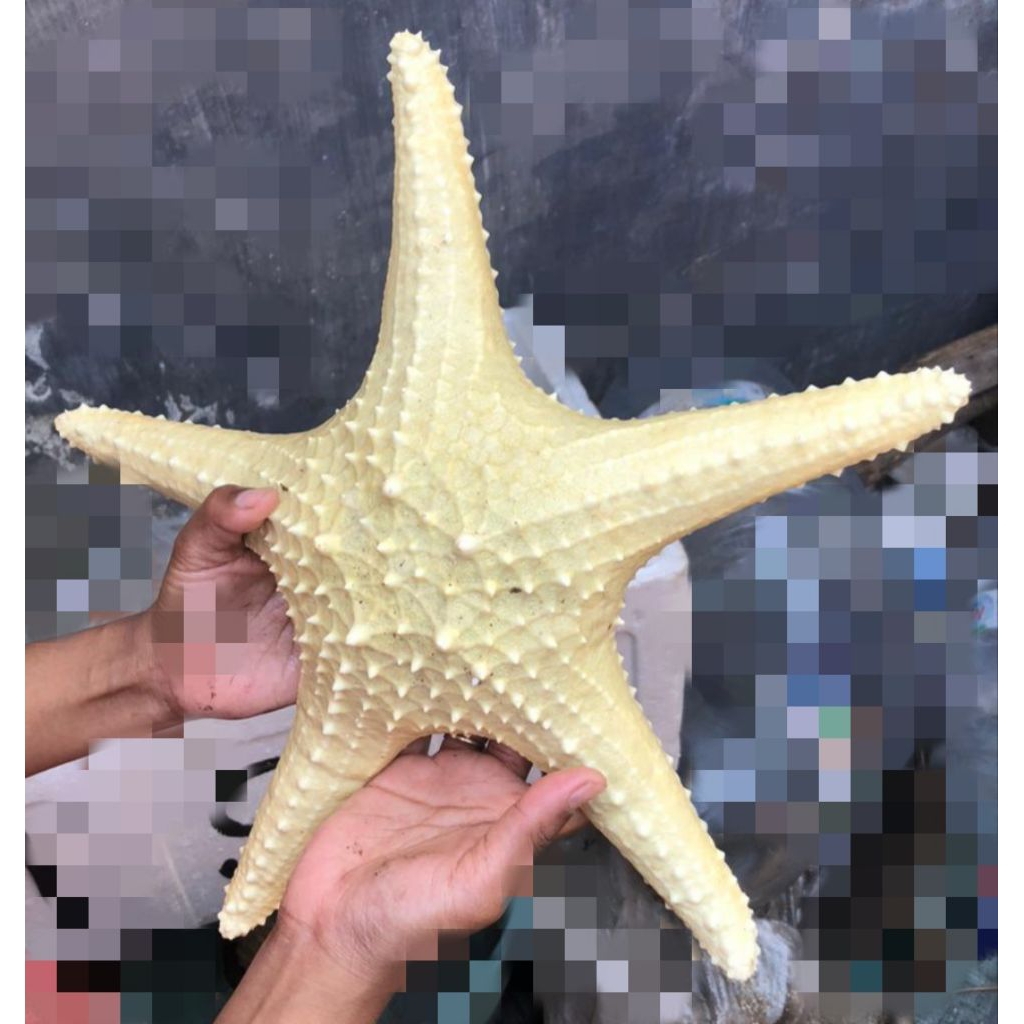 bintang laut asli ukuran besar