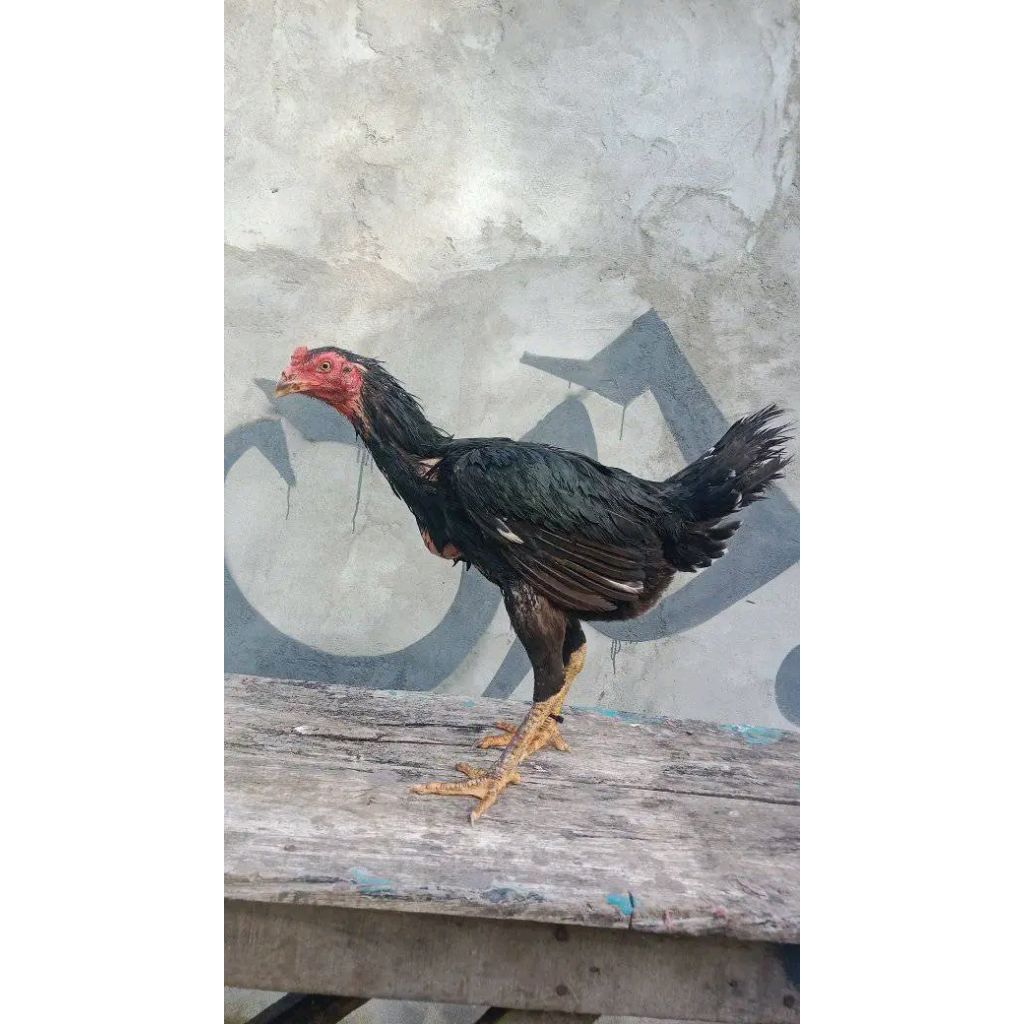 ANAK AYAM KHOYTRAD (Pakhoy X Bangkok). Usia 3minggu - 1,5 bulan.