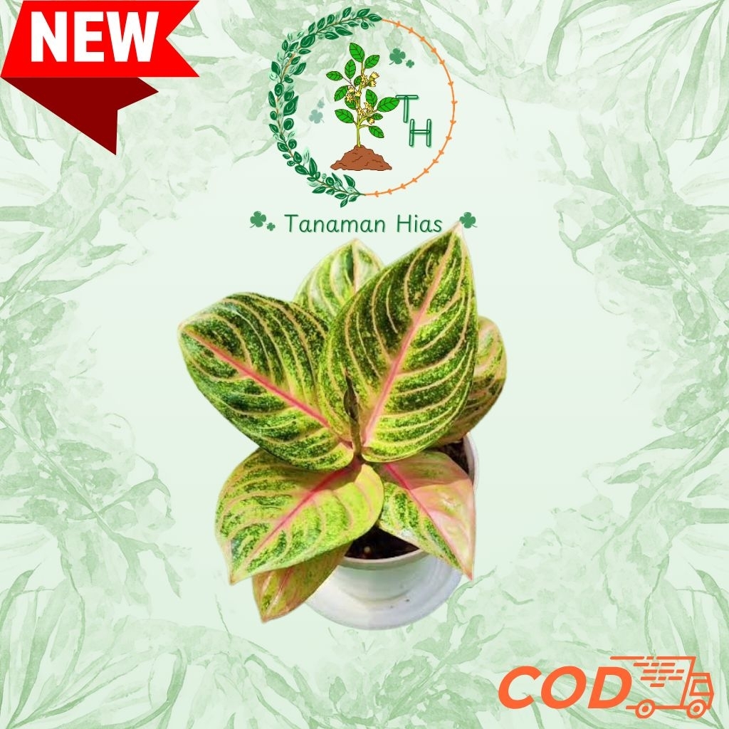 NEW AGLONEMA PASOPATI - TANAMAN AGLONEMA PASOPATI