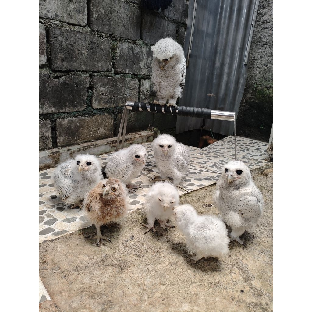 BURUNG HANTU BUBO SUMATRANUS